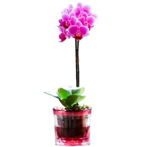 ~jӒ sN Mtg 1{ ANA|bg 2.5  RpNg 킢  ؂₩ ̓ a LO   e킨j v[g 蕨 CeA Yn 