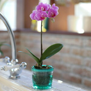 ~jӒ sN Mtg 1{ ANA|bg 2.5  RpNg 킢  ؂₩ ̓ a LO   e킨j v[g 蕨 CeA Yn 