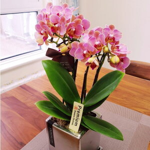 Ӓ ~fB N[ 2{ sN 4 M j ړ]j JXj ACj J@j JƏj Nj ij ސEj a җ Ď  j LO  