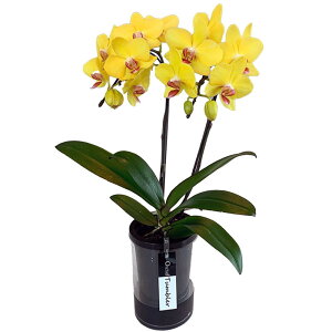 Ӓ ~fB F CG[ Mtg 2{ ^u[|bg 4  ؂₩ N K^J[  JXj JƏj ړ]j ACj Nj a j e킨j