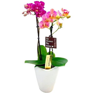 ~jӒ 2{ 2FMIX 3 j ړ]j JXj ACj J@j JƏj Nj ij ސEj a җ Ď  j LO     