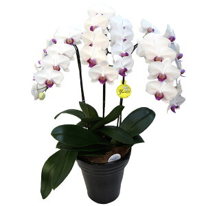 Ӓ ~fB 3{  ԃbv ~ j ړ]j JXj ACj J@j JƏj Nj ij ސEj a җ Ď  j LO    