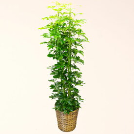 楽天市場 観葉植物 種類 植物 カポック 花 観葉植物 花 ガーデン Diy の通販