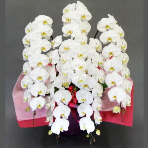 生花 胡蝶蘭 5本の人気商品 通販 価格比較 価格 Com 生花 胡蝶蘭 5本の人気商品 通販 価格比較 価格 Com