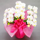 化粧蘭 ミディ胡蝶蘭 3本立ち 文字入れ 季節の柄 21輪前後 お祝い 移転祝い 開店祝い 就任祝い 開院祝い 開業祝い 周年祝い 昇進祝い 退職祝い 当選祝い 誕生日 還暦 米寿 卒寿 お供え 御供 供花 命日 鉢花 花 産地直送 写真送信 立札 ラッピング無料 送料無料