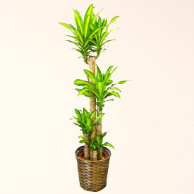 観葉植物 幸福の木 マッサン 10号鉢 バスケット付 送料無料