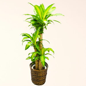 幸福の木 観葉植物の人気商品 通販 価格比較 価格 Com