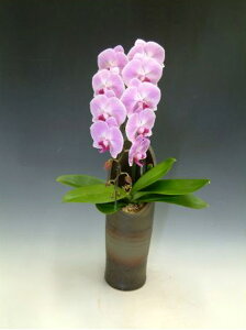 Ӓ  ad sN j ړ]j JXj ACj J@j JƏj Nj ij ސEj Ij a җ Ď   䋟 Yn ʐ^M D 