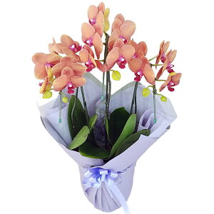 ~fB Ӓ 3{ T[t\O IWF d     ݉ V~ ~ ~ { ފ @ d  m    蕨 Mtg Yn 