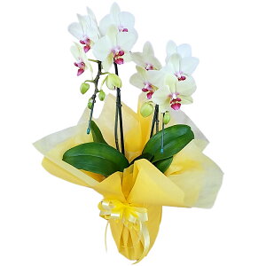 �Ӓ��� �~�f�B �S�[���f���G�C�W 2�{���� ���F �C�G���[ ���j�� �ړ]�j�� �J�X�j�� �A�C�j�� �J�@�j�� �J�Əj�� ���N�j�� ���i�j�� �ސE�j�� ���I�j�� �a���� �җ� �Ď� ���� ������ �䋟 �Y