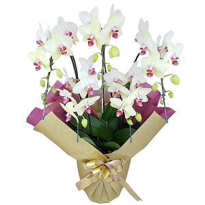 Ӓ ~fB S[fGCW 5{ F CG[ j ړ]j JXj ACj J@j JƏj Nj ij ސEj Ij a җ Ď   䋟 Y