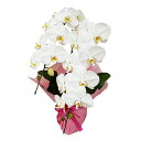 胡蝶蘭 2本立ち 大輪 白 お祝い 移転祝い 開店祝い 就任祝い 開院祝い 開業祝い 周年祝い 昇進祝い 退職祝い 当選祝い 誕生日 還暦 米寿 卒寿 お供え 御供 供花 命日 鉢花 フラワーギフト 花 贈り物 産地直送 写真送信 立札 ラッピング無料 育て方パンフレット付 送料無料