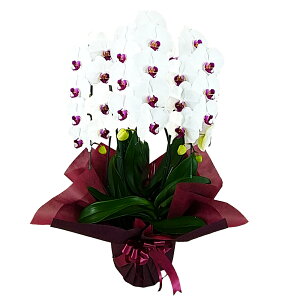 Ӓ 3{  ԃbv j ړ]j JXj ACj J@j JƏj Nj ij ސEj Ij a җ Ď   䋟    t[Mt