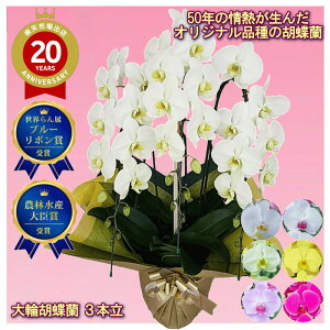 6�F����I�ׂ�X�c�m�����̃I���W�i���i��̌Ӓ��� 3�{���� ��� �� �ԃ��b�v �� ���F �s���N �Z�s���N �O���[���A�[�X �S�[���f���A�|���� �z���������[�Y ���j�� �ړ]�j�� �J�X�j�� �A�C