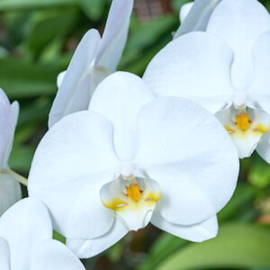 Ӓ  3{  GRth[ bsO D bZ[WJ[hΉ j ړ]j JXj ACj J@j JƏj Nj ij ސEj Ij a 