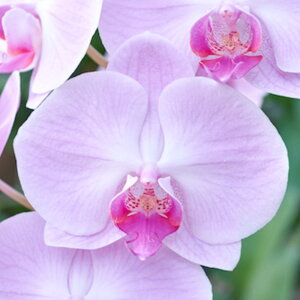 Ӓ  3{ sN GRth[ bsO D bZ[WJ[hΉ Xcm