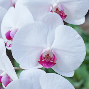 Ӓ  3{  ԃbv GRth[ bsO D bZ[WJ[hΉ Xcm