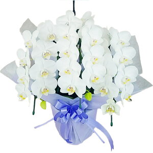 Ӓ 3{ ~fB      ݉ V~ ~ ~ { ފ @ d  m    蕨 Mtg v[g Yn ʐ^M D bsO