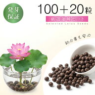 【水に入れるだけの簡単睡蓮栽培！】睡蓮の種 水に入れるだけ 睡蓮 種 ミニ 販売 水耕栽培 睡蓮 ミニハス…