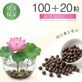 【水に入れるだけの簡単睡蓮栽培！】睡蓮の種 水に入れるだけ 睡蓮 種 ミニ 販売 水耕栽培 睡蓮 ミニハス ミニ蓮の花種 セット 水蓮 蓮の花 室内 ミックス ハスの種 すいれんのたね 蓮の種子 水栽培 スイレンの種 水草の種 茶碗蓮の種 日本語説明書付き 発芽サポート付き
