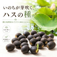 【種から咲かせる感動！】ハスの種 蓮 栽培 セット ミニハス 種 実 花種 菜蓮 蓮 種 ミニ 蓮の種 水栽培 …