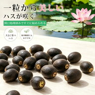 【種から咲かせる感動！】ハスの種 蓮 栽培 セット ミニハス 種 実 花種 菜蓮 蓮 種 ミニ 蓮の種 水栽培 …