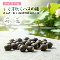 ハスの種 蓮 栽培 セット ミニハス 種 実 花種 菜蓮 蓮 種 ミニ 蓮の種 水栽培 ホームセンター 日本語説…