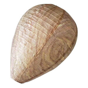 y524ԌN[|zzzxm tWVE_~[n`̑ F20243(2586021)