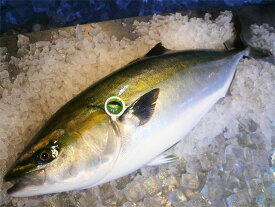 【いい肉屋】かぼすブリ[1本・約4.0Kg〜4.5Kg]【着日指定必須】大分県臼杵産(養殖)【送料無料】(かぼすぶり・カボスブリ)