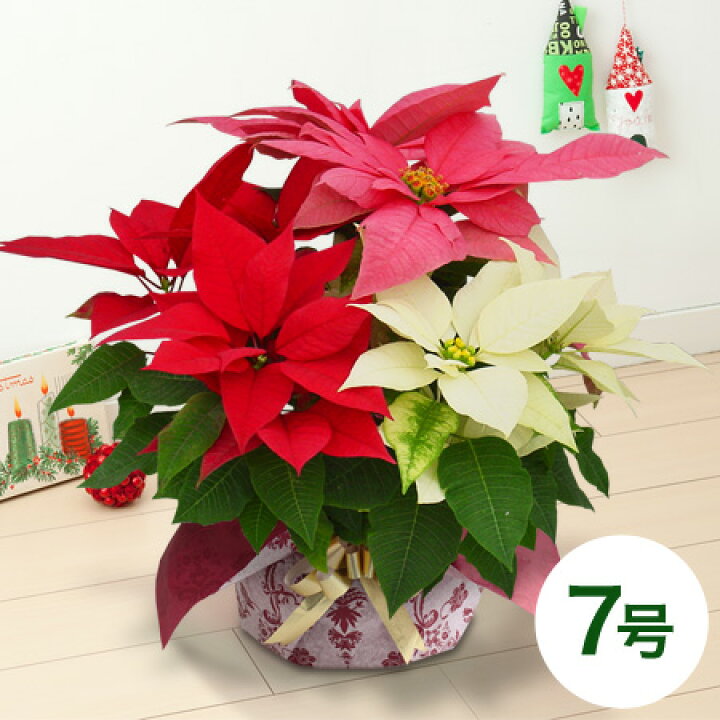 楽天市場 クリスマス ポインセチア 鉢植え ミックス クリスマス 7号 3色 寄せ植え 花鉢 鉢花 クリスマスギフト クリスマスプレゼント 飾り 花 贈り物 21 フラワーギフト 誕生日 オーナメント おしゃれ 店舗 装飾 インテリア イイハナ ドットコム