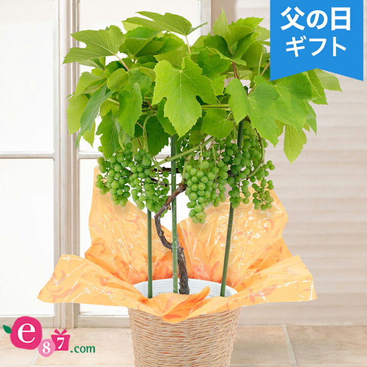 楽天市場 父の日 鉢植え おうち果樹園 デラウェア ギフト プレゼント 父の日ギフト 父の日プレゼント メッセージカード付き 贈り物 予約 フラワーギフト 21 誕生日 50代 60代 義父 生花 6号 鉢花 花鉢 実付き ぶどう ブドウ 葡萄 果物 イイハナ ドットコム