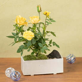 楽天市場 ミニバラ 鉢植えの通販