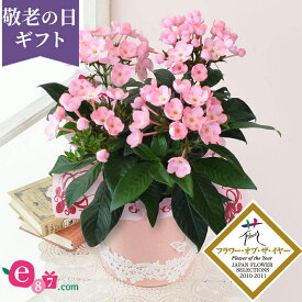 楽天市場 鉢植え 花 夏の通販