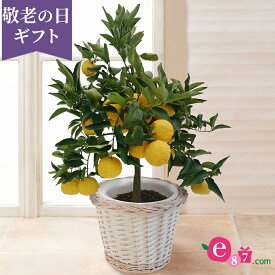 楽天市場 鉢植え 果樹 おすすめの通販