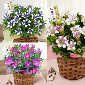 楽天市場 花鉢 秋の通販