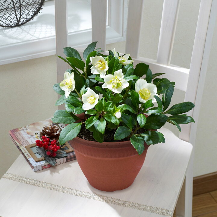 楽天市場 クリスマス 鉢植え クリスマス ローズ 6号 ニゲル ジョーセレクト 花鉢 鉢花 クリスマスギフト クリスマスプレゼント 飾り 花 贈り物 21 誕生日 オーナメント おしゃれ 店舗 装飾 インテリア イイハナ ドットコム