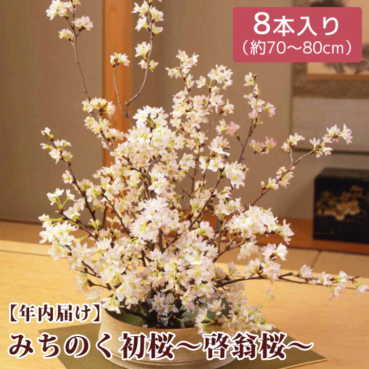 楽天市場 お正月 飾り 花 みちのく初桜 啓翁桜 M 8本 切花 桜 冬に咲く フラワーギフト 生花 ギフト 正月飾り 玄関 おしゃれ プレゼント 新年 贈り物 誕生日 お祝い 記念日 予約 新春 迎春 お年賀 寅年 店舗 装飾 インテリア ご挨拶 22 楽天市場 お正月 飾り 花 みちのく初桜 啓翁桜 M 8本 切花 桜 冬に咲く フラワーギフト 生花 ギフト 正月飾り 玄関 おしゃれ プレゼント 新年 贈り物 誕生日 お祝い 記念日 予約 新春 迎春 お年賀 寅年 店舗 装飾 インテリア ご挨拶 22