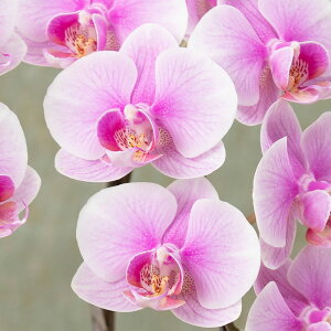 yAEԔzujӒv  Mtg a LO v[g j Ԕ LO  t[Mtg 蕨 ސE JXj ʉ } N ސE  