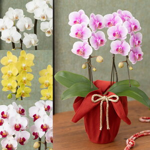 yAEԔzujӒv  Mtg a LO v[g j Ԕ LO  t[Mtg 蕨 i iw ސE w  JXj ʉ } N ސE 