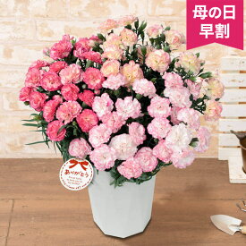 楽天市場 鉢花 種類 植物 カーネーション ブーゲンビリア 花 観葉植物 花 ガーデン Diy の通販