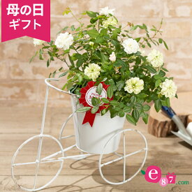 楽天市場 生花 グリーンの通販