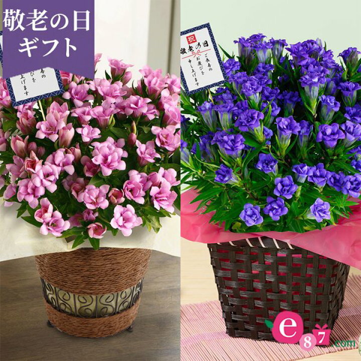 楽天市場 まだ間に合う 敬老の日 花 鉢植え 定番 選べる2種類 八重咲きりんどう 桜孔雀 蒼孔雀 5号 敬老の日ピック付き ギフト プレゼント 敬老の日ギフト 敬老の日プレゼント 孫 贈り物 フラワーギフト お祝い 祖父 祖母 花鉢 鉢花 生花 イイハナ ドットコム
