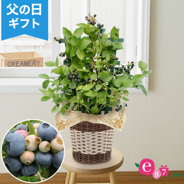 楽天市場 まだ間に合う 父の日ギフト ブルーベリーの鉢植え おうち果樹園 5号鉢 観葉植物 22 フルーツ 果物 実付き サザンハイブッシュ 自家受粉 メッセージカード無料 プレゼント サプライズ 感謝 50代 60代 70代 80代 義父 イイハナ ドットコム