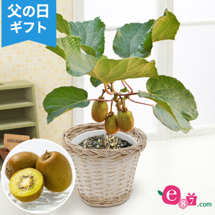 楽天市場 まだ間に合う 父の日ギフト キウイの鉢植え おうち果樹園 ゴールデンキウイフルーツ 観葉植物 22 フルーツ 果物 メッセージカード無料 5号鉢 プレゼント サプライズ 感謝 50代 60代 70代 80代 義父 イイハナ ドットコム