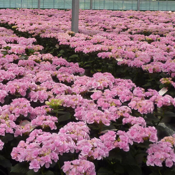 楽天市場 母の日 プレゼント 花 ギフト 紫陽花 アジサイ フェアリーアイ イイハナ人気no 1 鉢植え 5号鉢 送料無料 母想い 母の日ギフト 生花 花鉢 鉢花 サプライズ 感謝 日付指定可 予約 50代 60代 義母 継母 イイハナ ドットコム