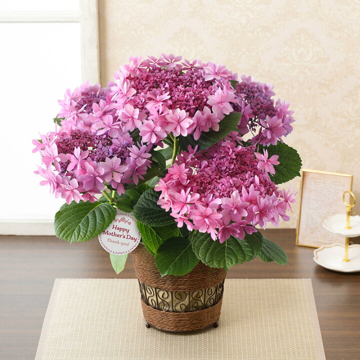 楽天市場 まだ間に合う 母の日 プレゼント 花 ギフト アジサイ 紫陽花 歌合せ 鉢植え 5号鉢 送料無料 母想い 母の日ギフト 生花 花鉢 鉢花 サプライズ 感謝 日付指定可 予約 50代 60代 義母 継母 イイハナ ドットコム