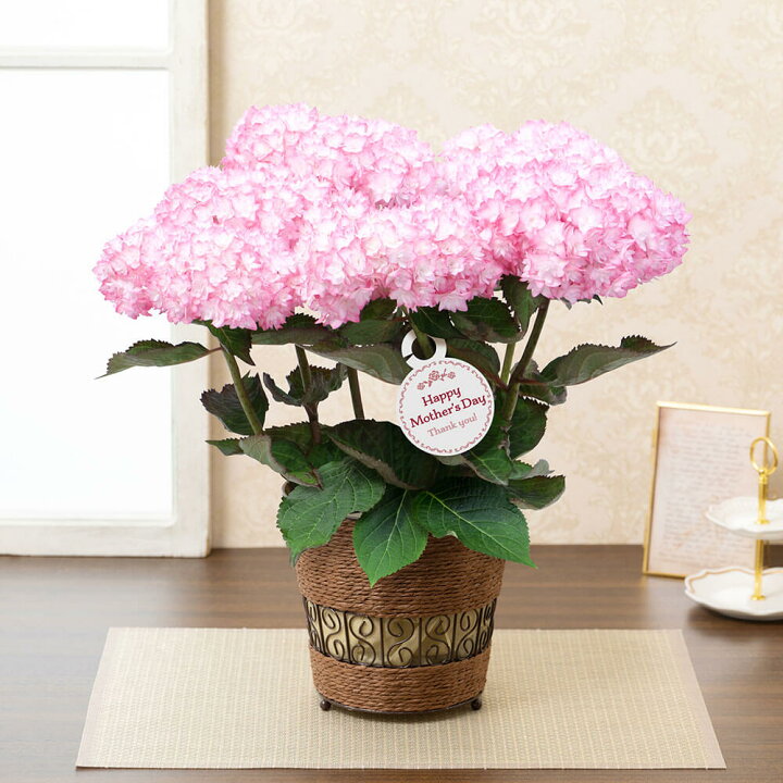 楽天市場 まだ間に合う 母の日 プレゼント 花 ギフト アジサイ 紫陽花 恋物語 鉢植え 5号鉢 母想い 母の日ギフト 生花 花鉢 鉢花 サプライズ 感謝 日付指定可 予約 50代 60代 義母 継母 イイハナ ドットコム