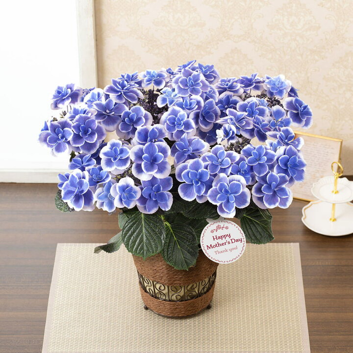 楽天市場 まだ間に合う 母の日 プレゼント 花 ギフト アジサイ 紫陽花 ドリップブルー 鉢植え 5号鉢 送料無料 母想い 母の日ギフト 生花 花鉢 鉢花 サプライズ 感謝 予約 50代 60代 義母 継母 イイハナ ドットコム