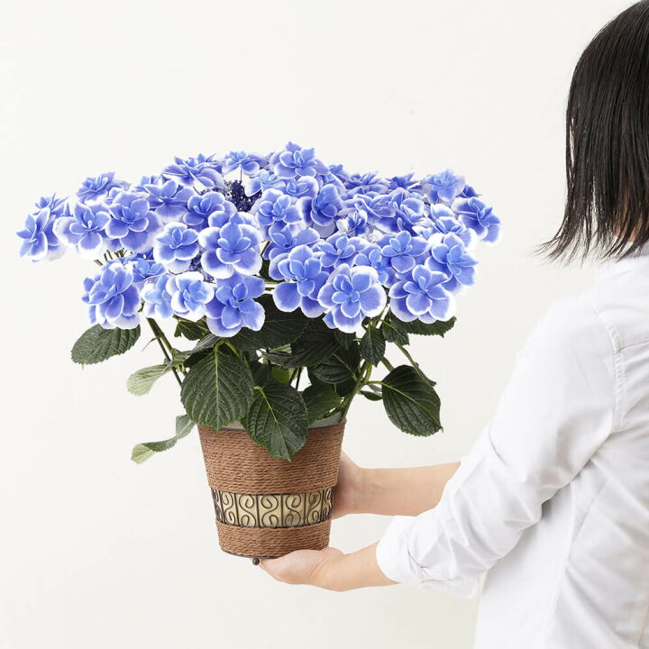 楽天市場 まだ間に合う 母の日 プレゼント 花 ギフト アジサイ 紫陽花 ドリップブルー 鉢植え 5号鉢 送料無料 母想い 母の日ギフト 生花 花鉢 鉢花 サプライズ 感謝 予約 50代 60代 義母 継母 イイハナ ドットコム