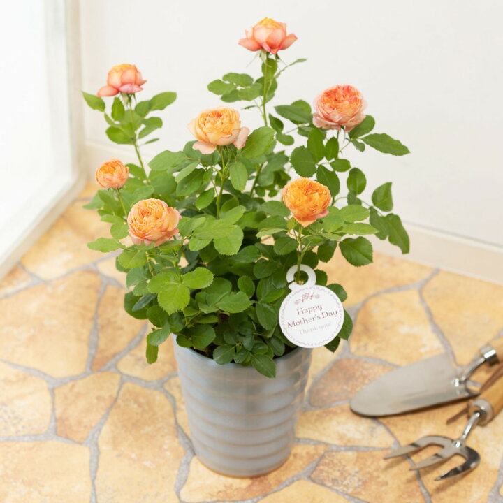 楽天市場 母の日 プレゼント 花 ギフト ミニバラ ベビーロマンティカ 鉢植え 5号鉢 母想い 母の日ギフト 生花 花鉢 鉢花 サプライズ 感謝 日付指定可 予約 50代 60代 義母 継母 イイハナ ドットコム